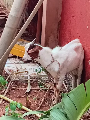 Healthy Female Goat