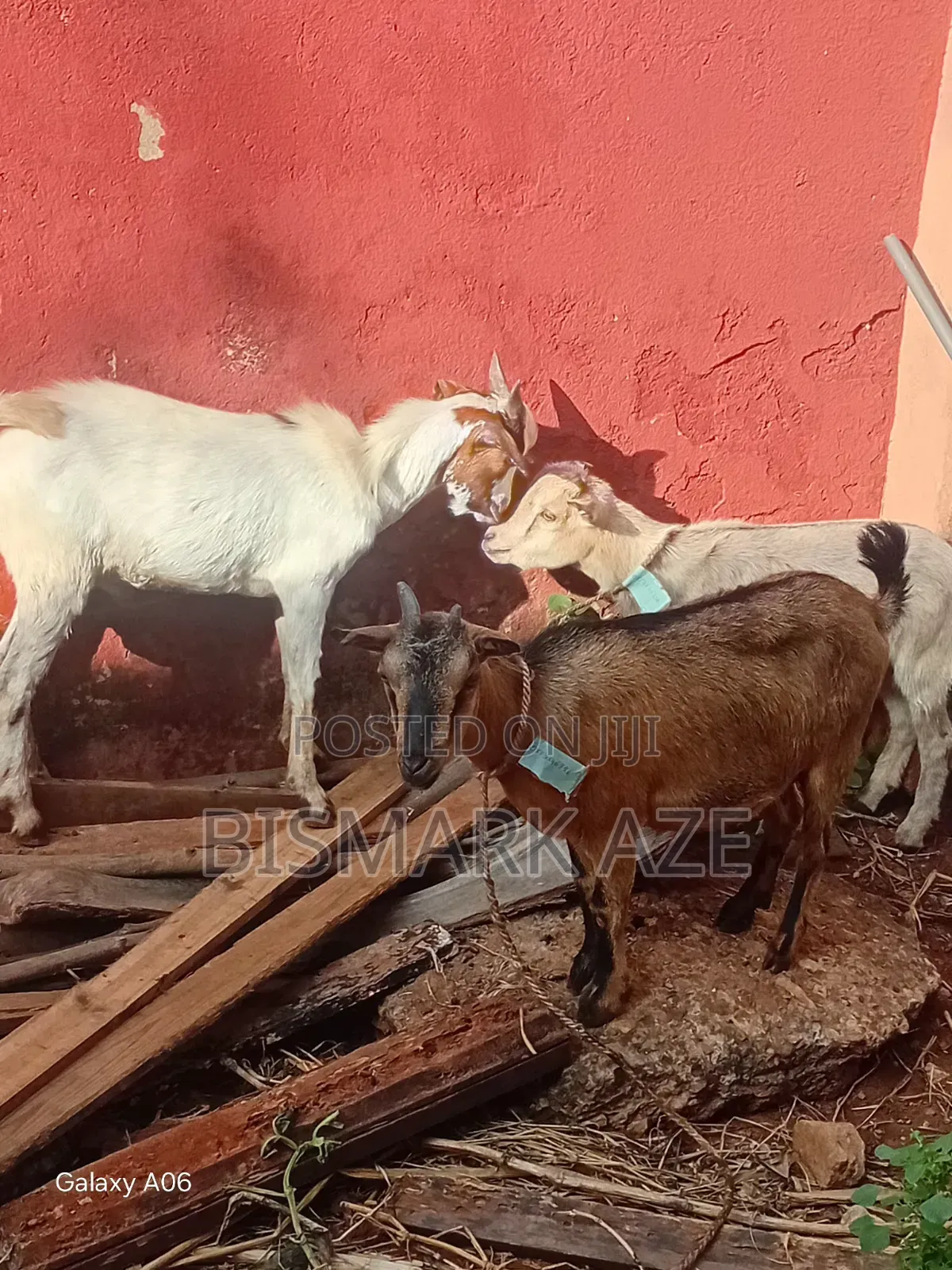 Healthy Female Goat