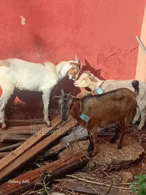 Healthy Female Goat