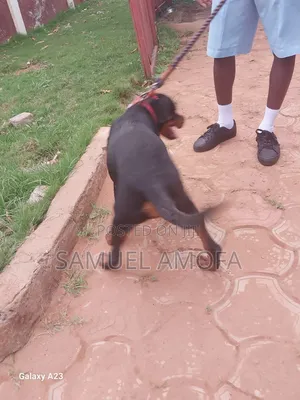 3-6 months Female Purebred Rottweiler