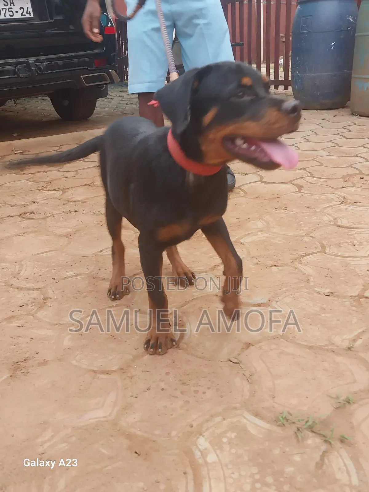 3-6 months Female Purebred Rottweiler