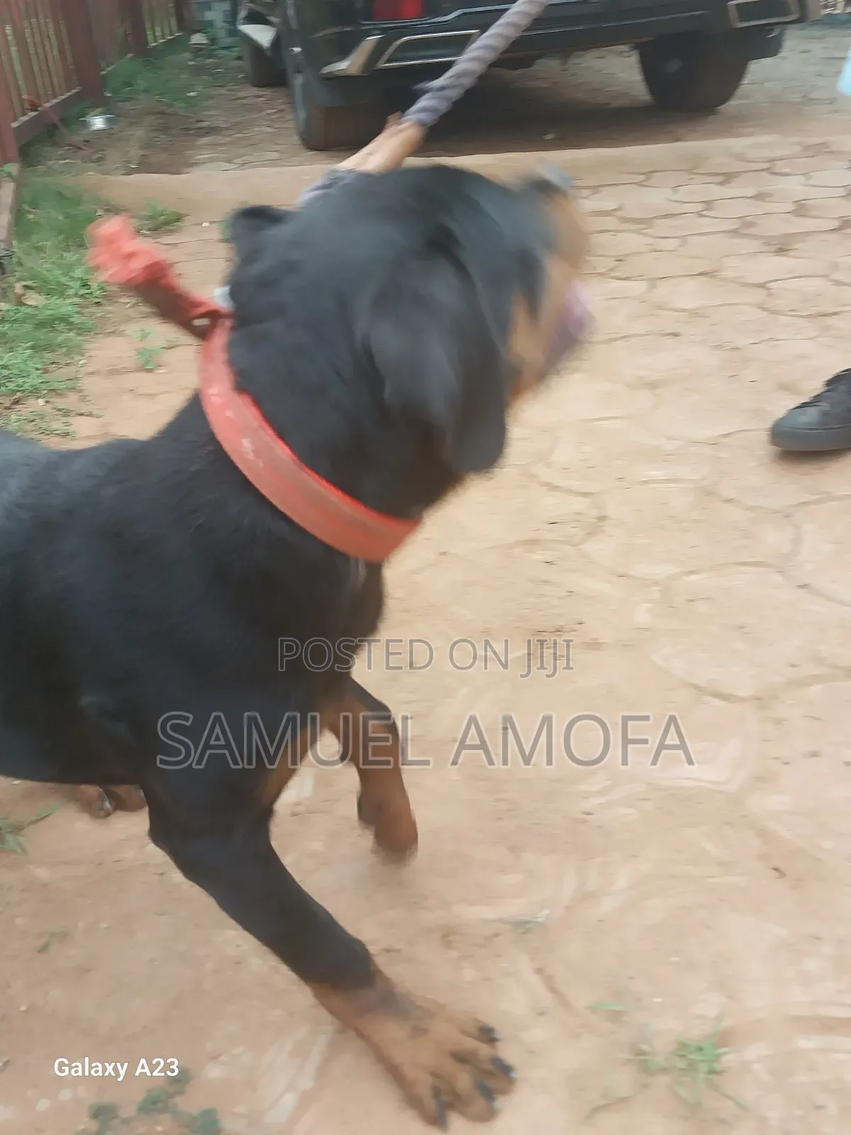 3-6 months Female Purebred Rottweiler