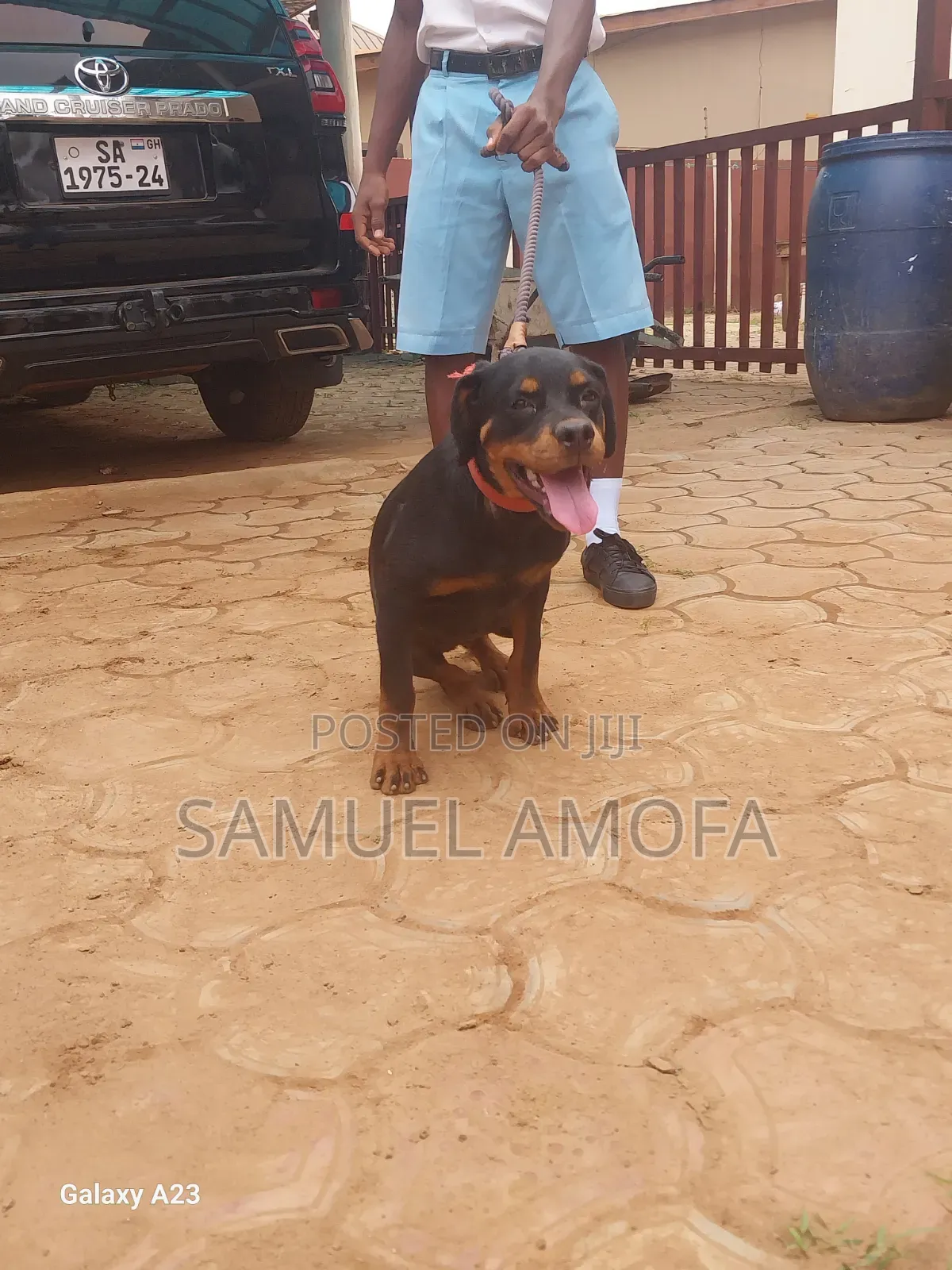3-6 months Female Purebred Rottweiler
