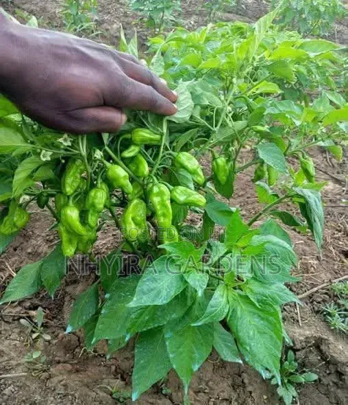 Farm Workers Wanted