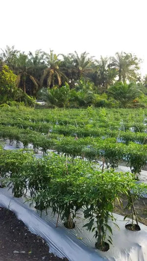 Farm Workers Wanted