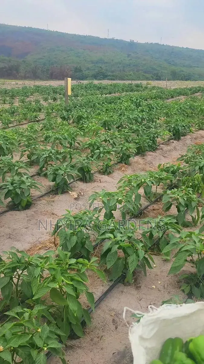 Farm Workers Wanted