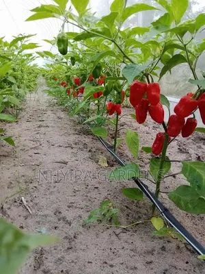 Farm Workers Wanted