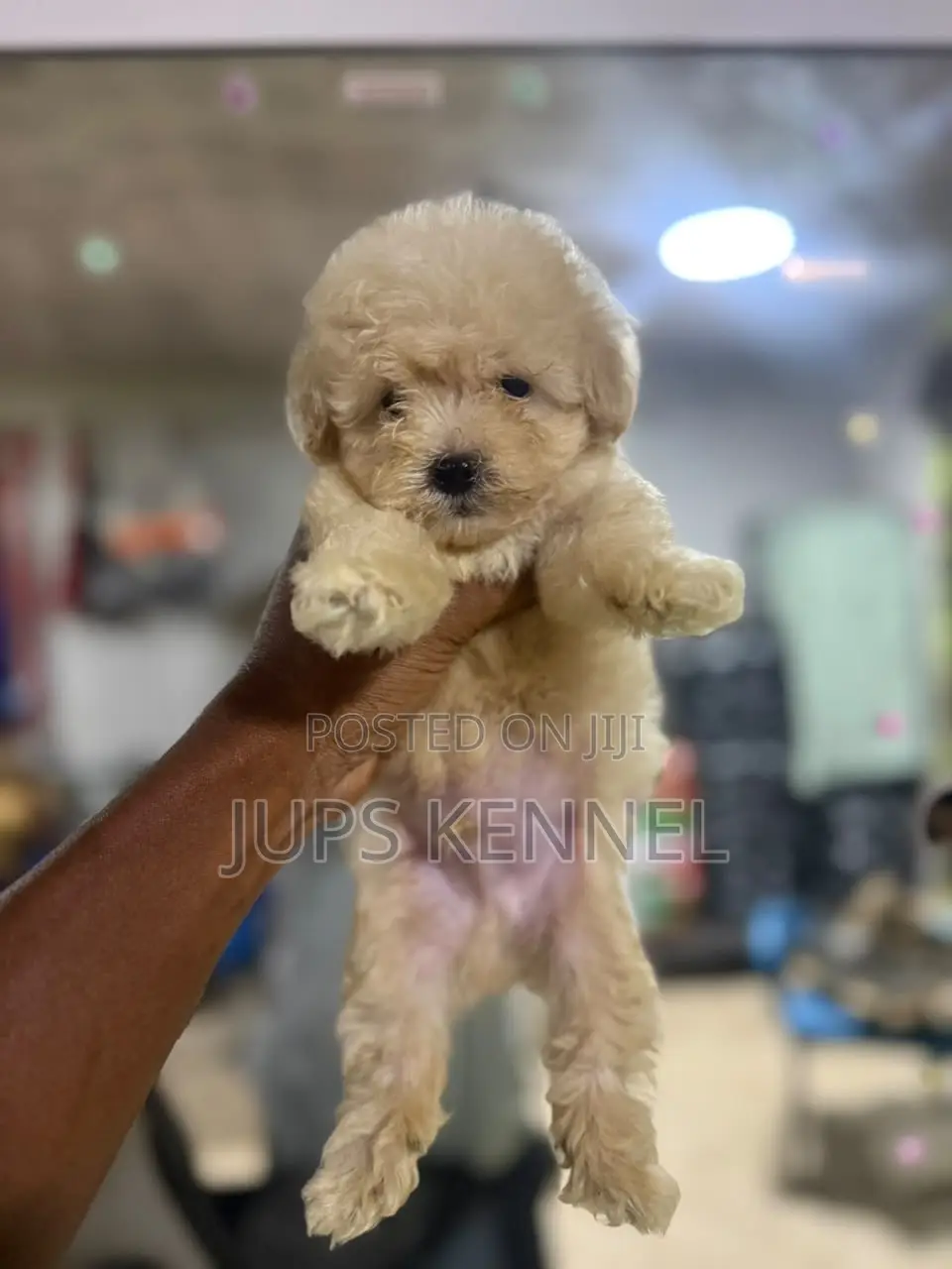 1-3 months Female Purebred Poodle