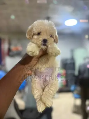 1-3 months Female Purebred Poodle