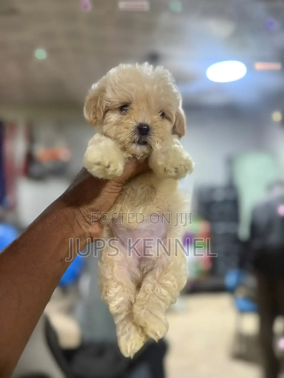 1-3 months Female Purebred Poodle