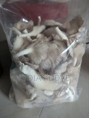 Organic Oyster Mushrooms