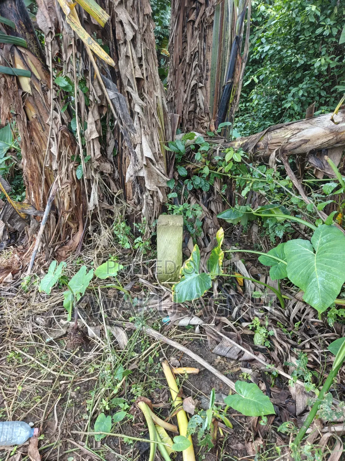 1.53 Acres of Land for Sale at Amedzofe, Volta Region