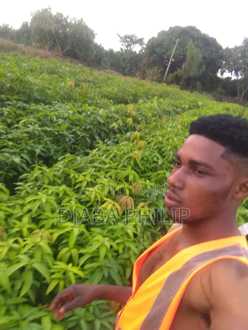 Cyril Quality Mongo Seedlings