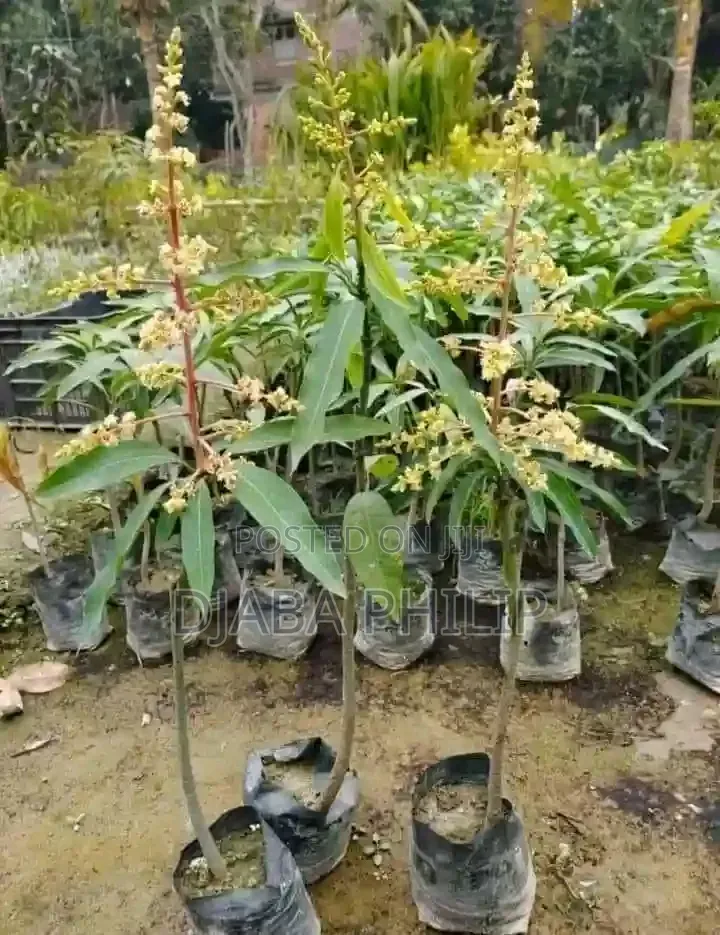 Cyril Quality Mongo Seedlings