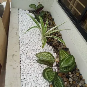Brother Classic and Pebbles Stones