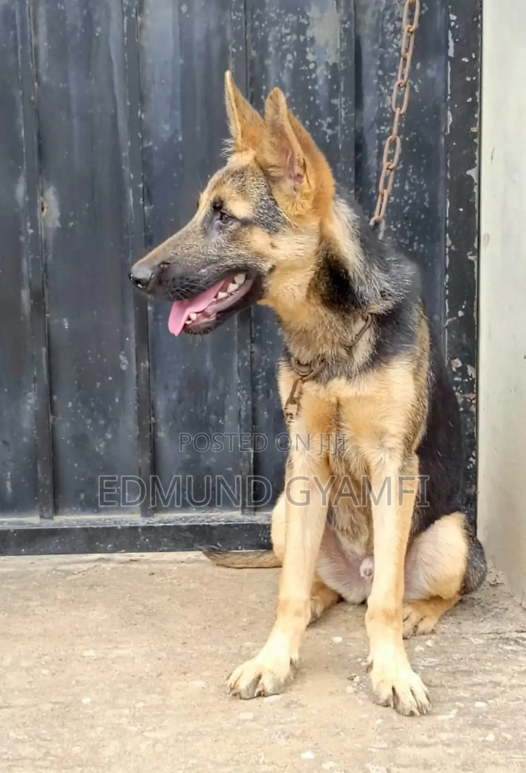 3-6 months Male Purebred German Shepherd