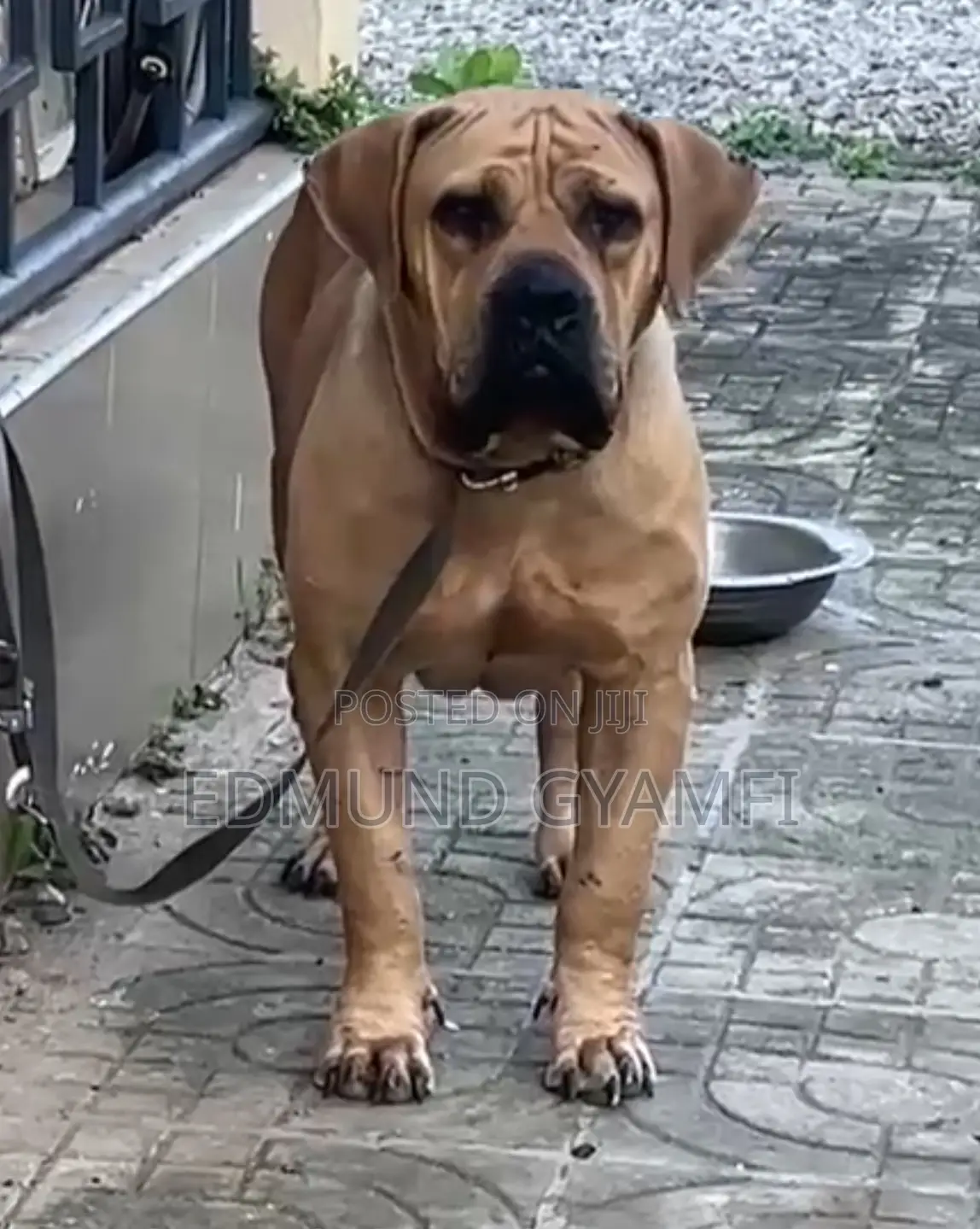 1+ year Female Purebred Boerboel