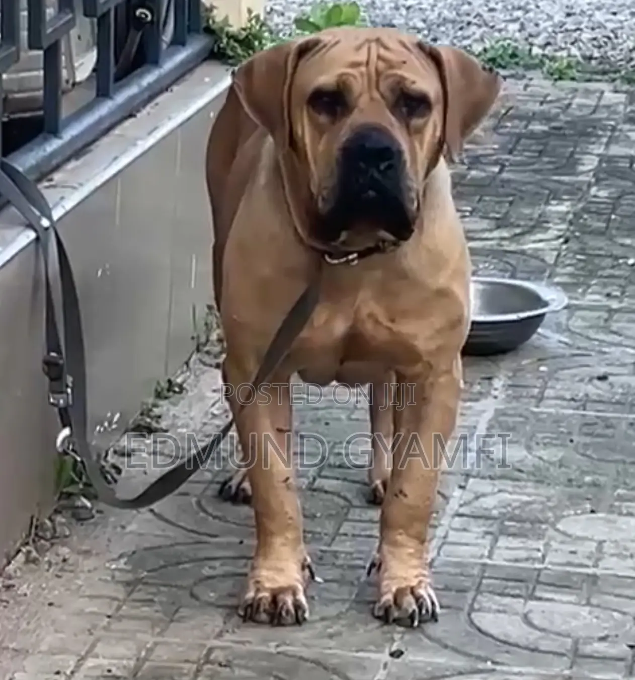 1+ year Female Purebred Boerboel