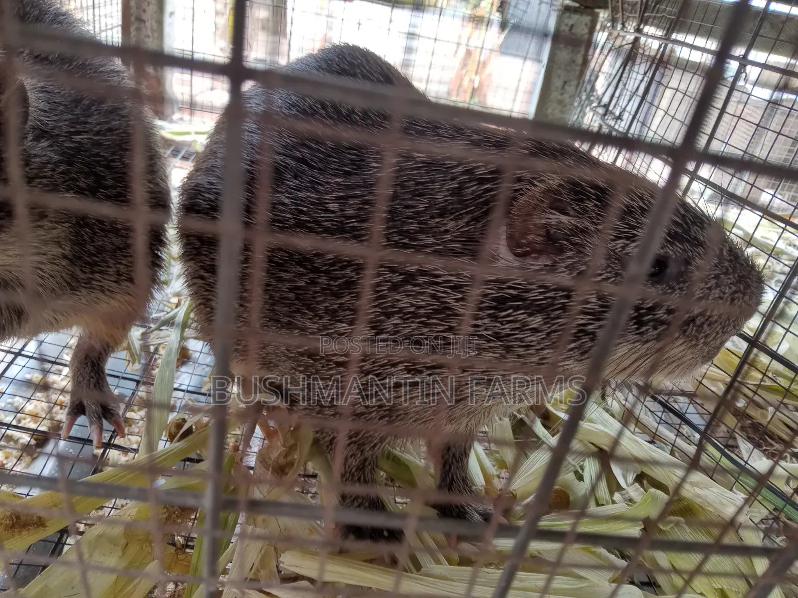 Matured Male Grasscutters Available