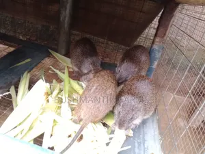 Matured Male Grasscutters Available