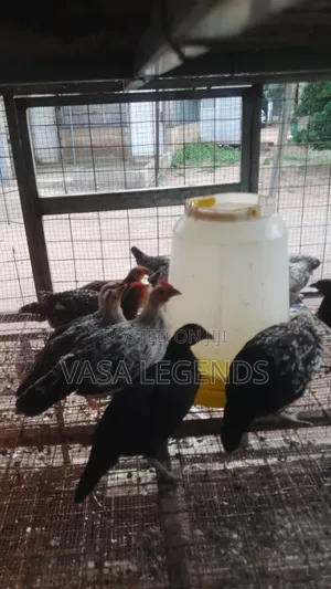 2 Months Old Local Fowl