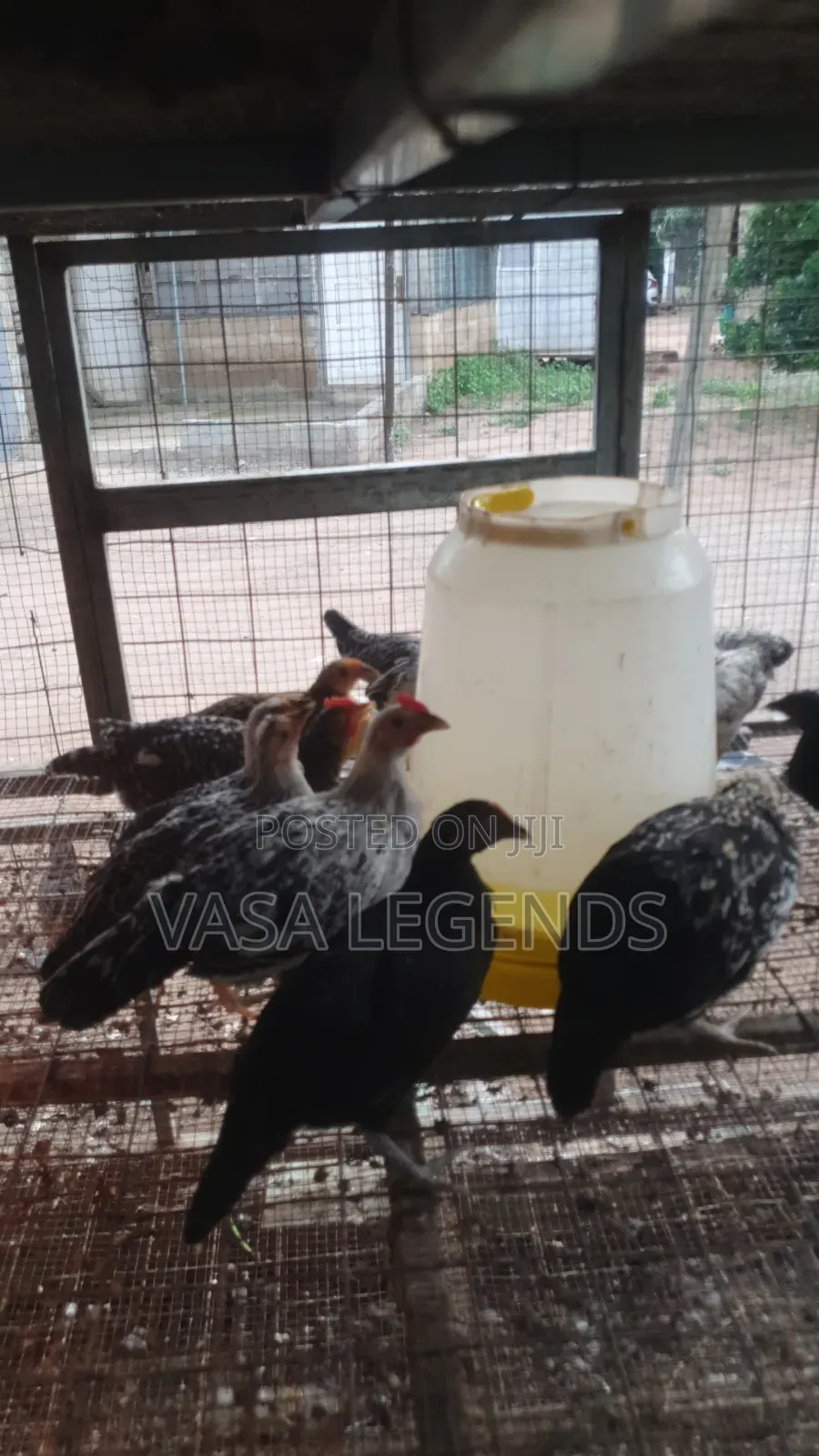 2 Months Old Local Fowl