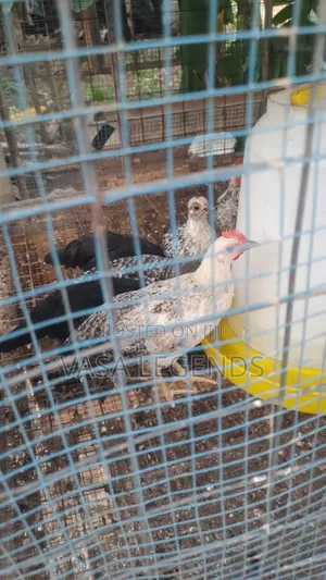 2 Months Old Local Fowl
