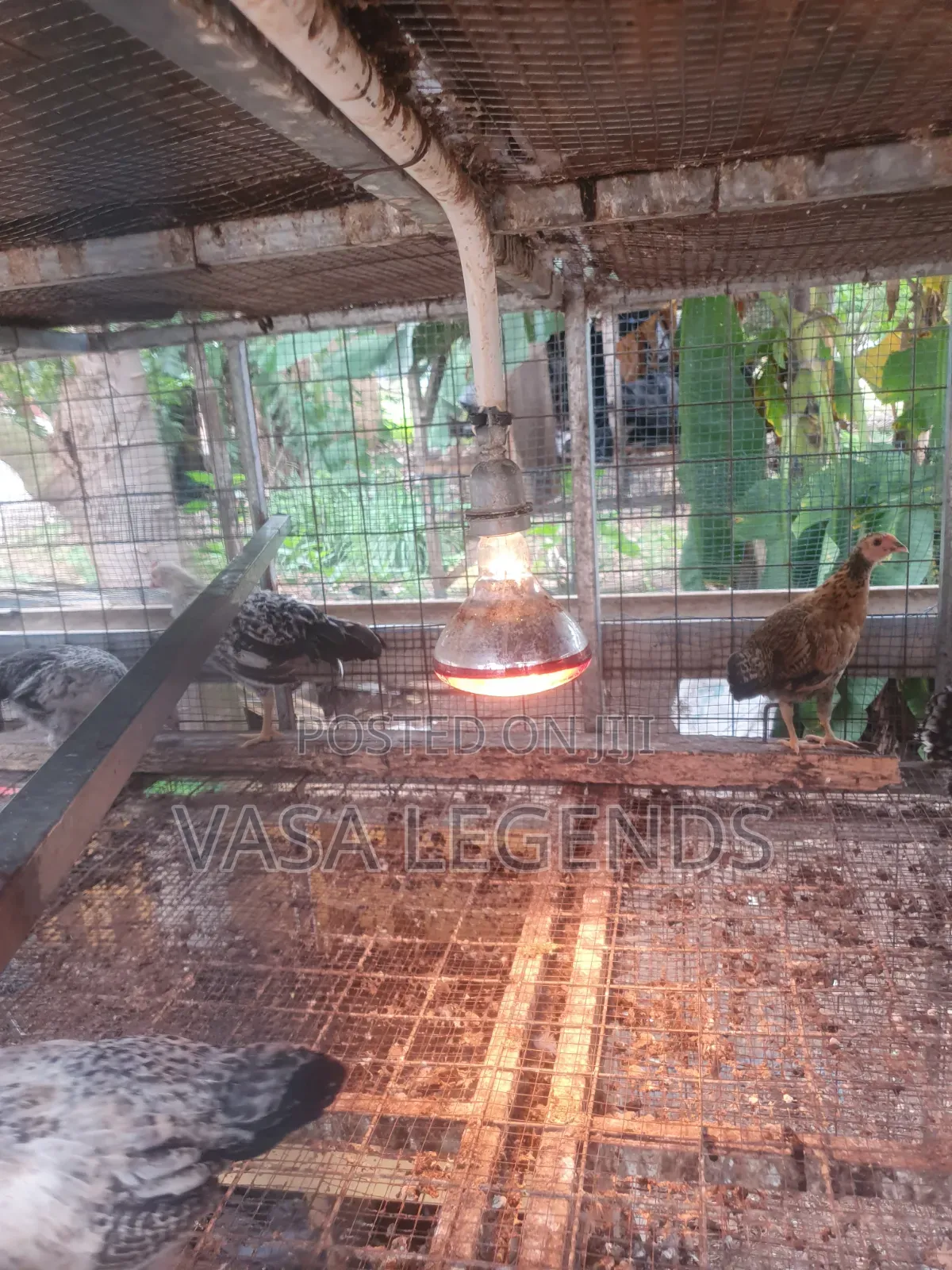 2 Months Old Local Fowl