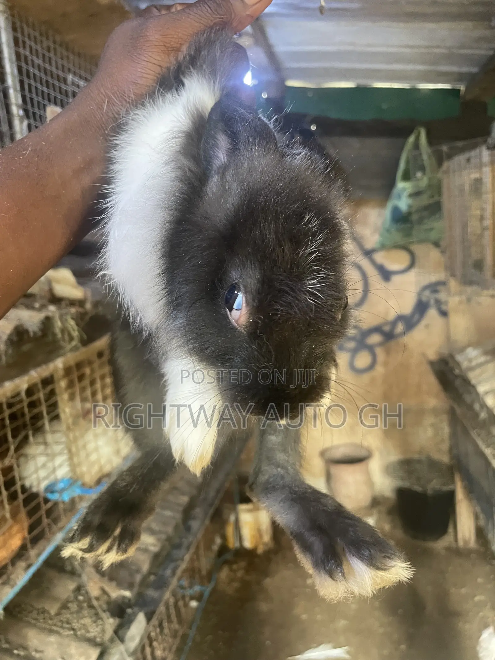 King’s Rabbit
