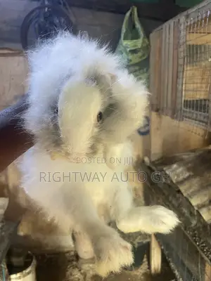 King’s Rabbit