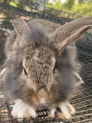 King’s Rabbit