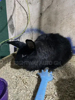 King’s Rabbit