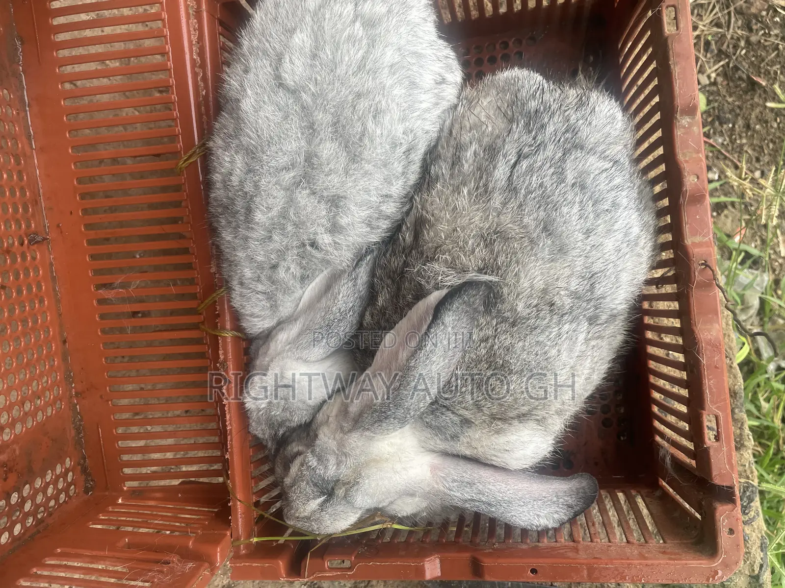 King’s Rabbit