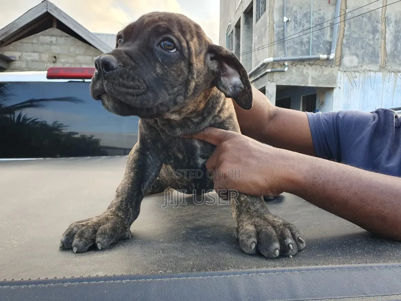 1-3 months Female Purebred Boerboel