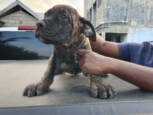 1-3 months Female Purebred Boerboel