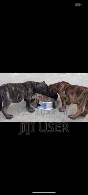 1-3 months Female Purebred Boerboel