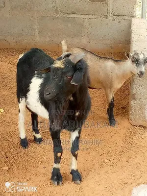 Healthy Animals