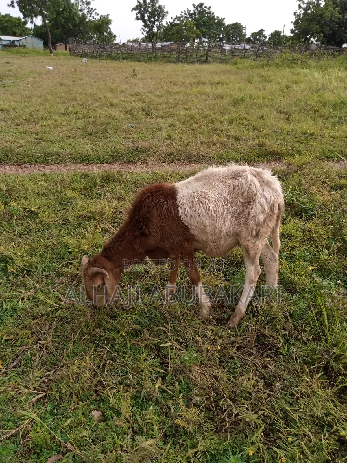 Healthy Animals