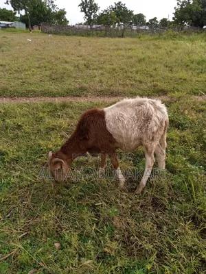 Healthy Animals