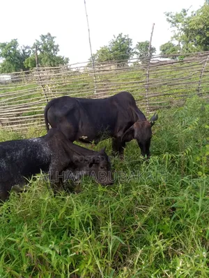 Healthy Cow