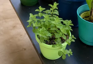 Potted Mint Plants