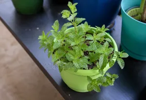 Potted Mint Plants