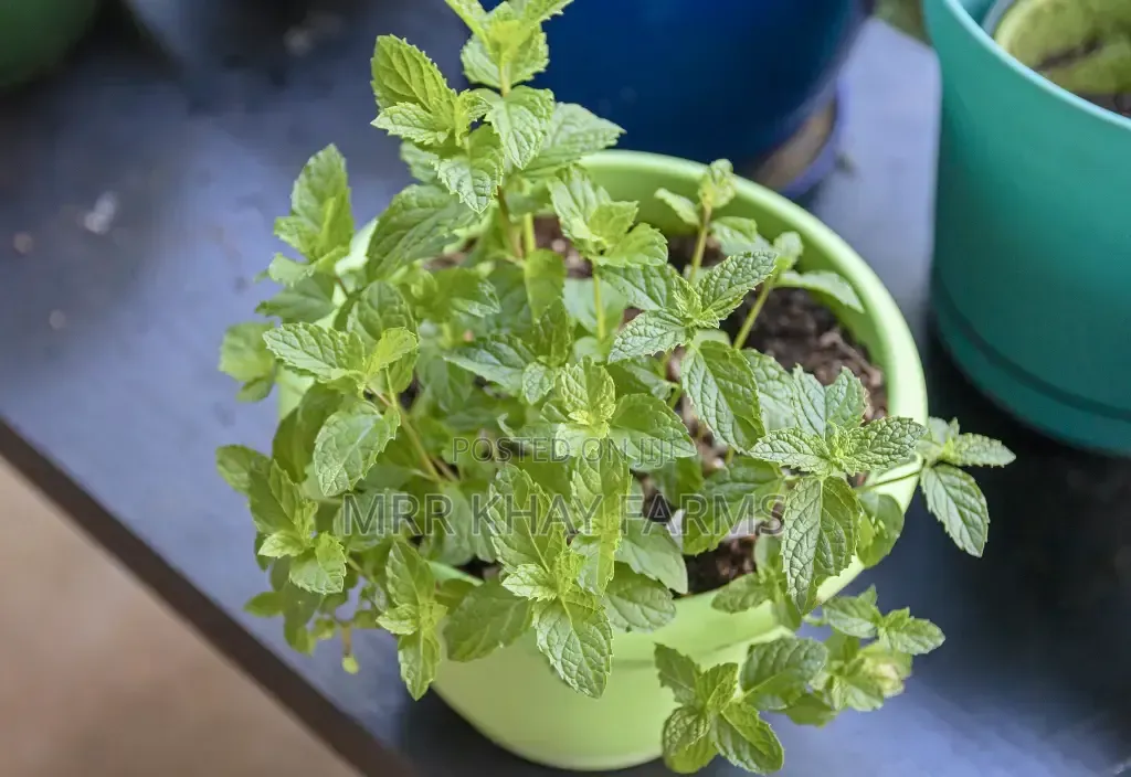 Potted Mint Plants