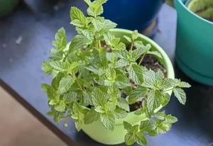 Potted Mint Plants