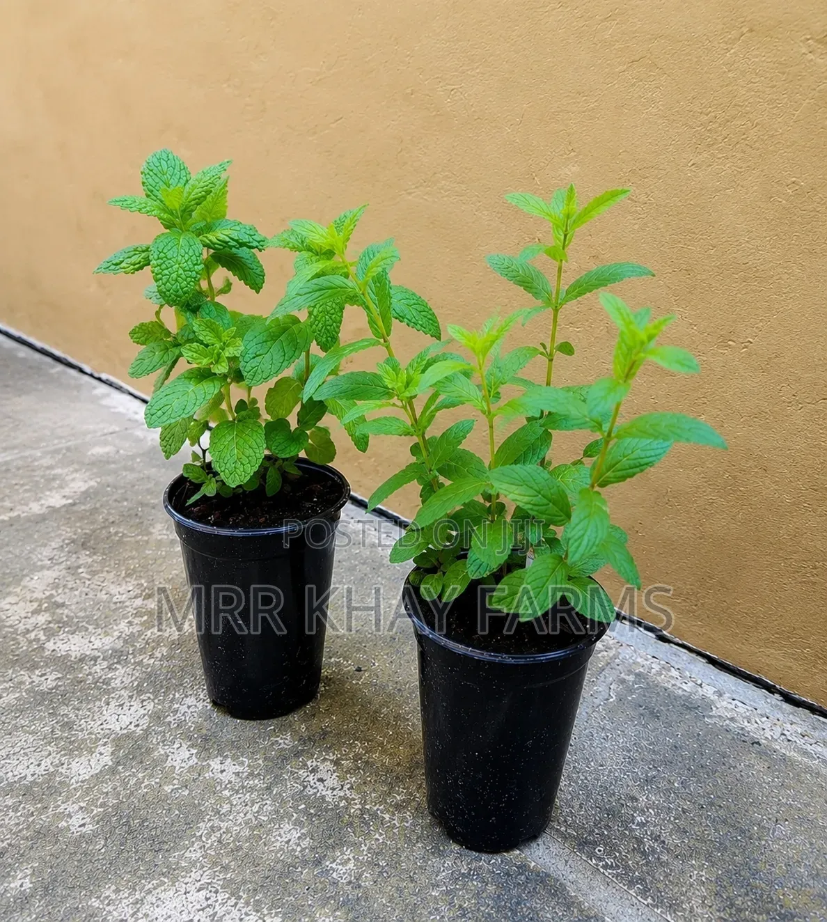 Potted Mint Plants