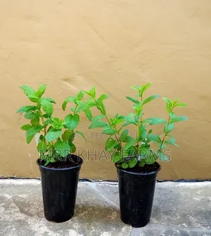 Potted Mint Plants