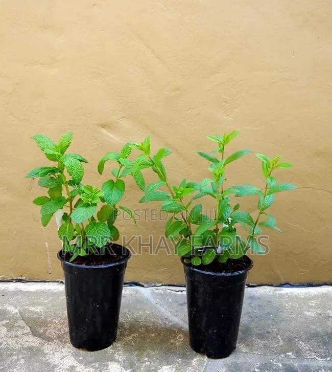 Potted Mint Plants