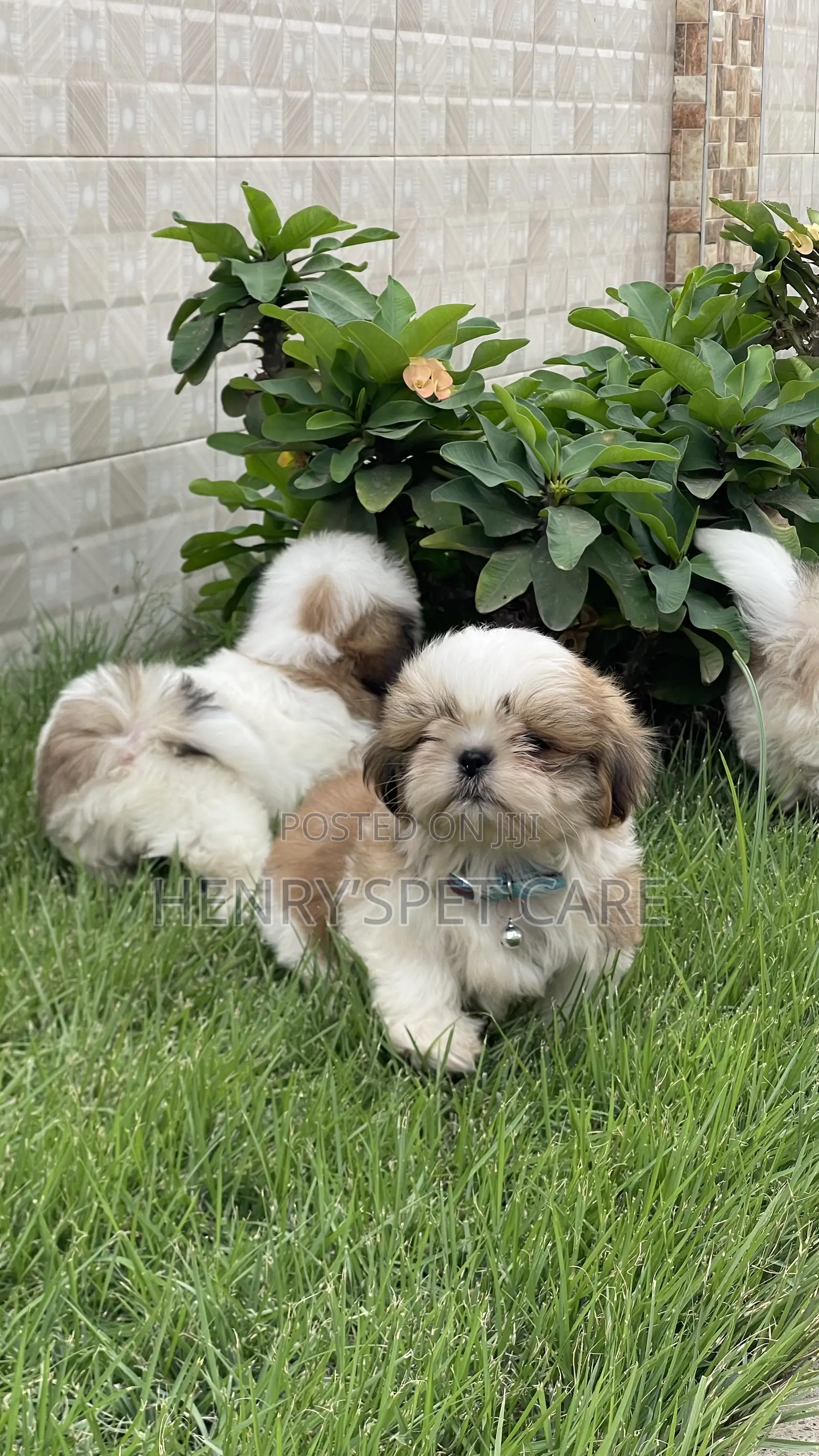 1-3 months Male Purebred Shih Tzu