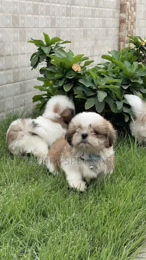 1-3 months Male Purebred Shih Tzu