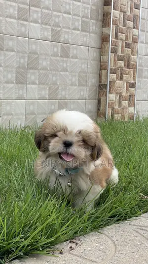 1-3 months Male Purebred Shih Tzu